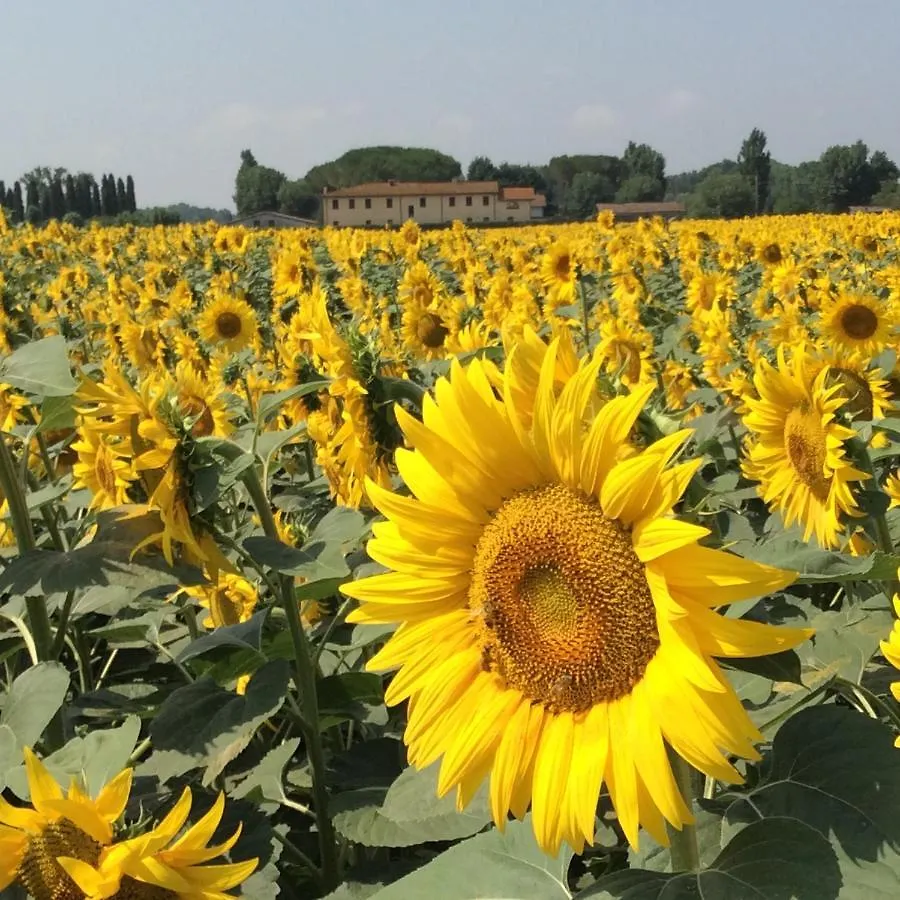 Podere Magnolia Pisa Holiday home